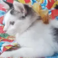 Babaloo