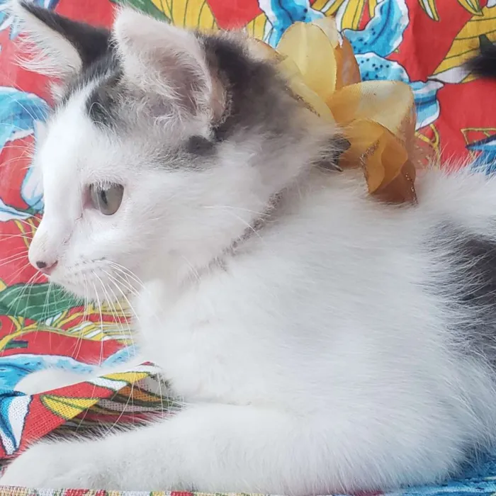 Gato ra a Vira Lata idade 2 a 6 meses nome Babaloo
