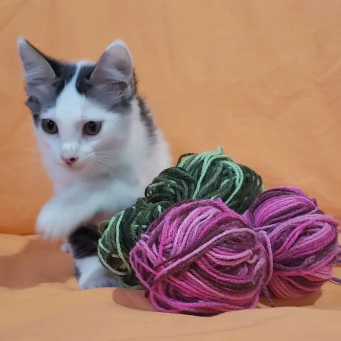 Gato ra a Vira Lata idade 2 a 6 meses nome Babaloo