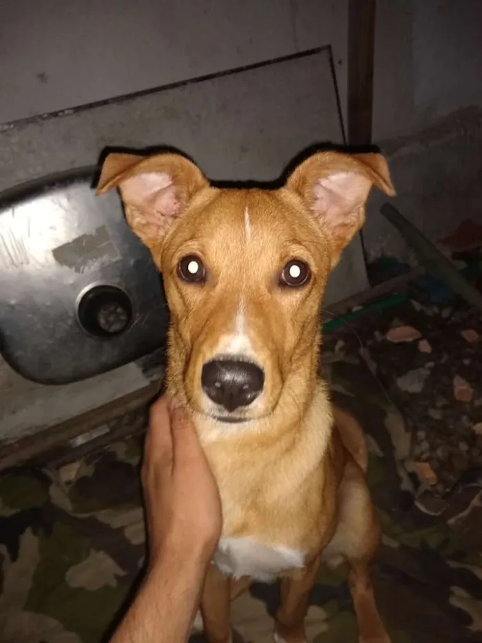 Cachorro ra a Vira lata idade 7 a 11 meses nome Alfredo