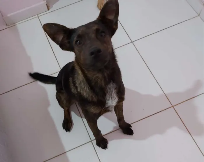 Cachorro ra a SRD idade 7 a 11 meses nome Kira