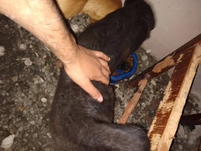 Cachorro ra a Chau-chau / Vira lata idade 2 a 6 meses nome Albertina