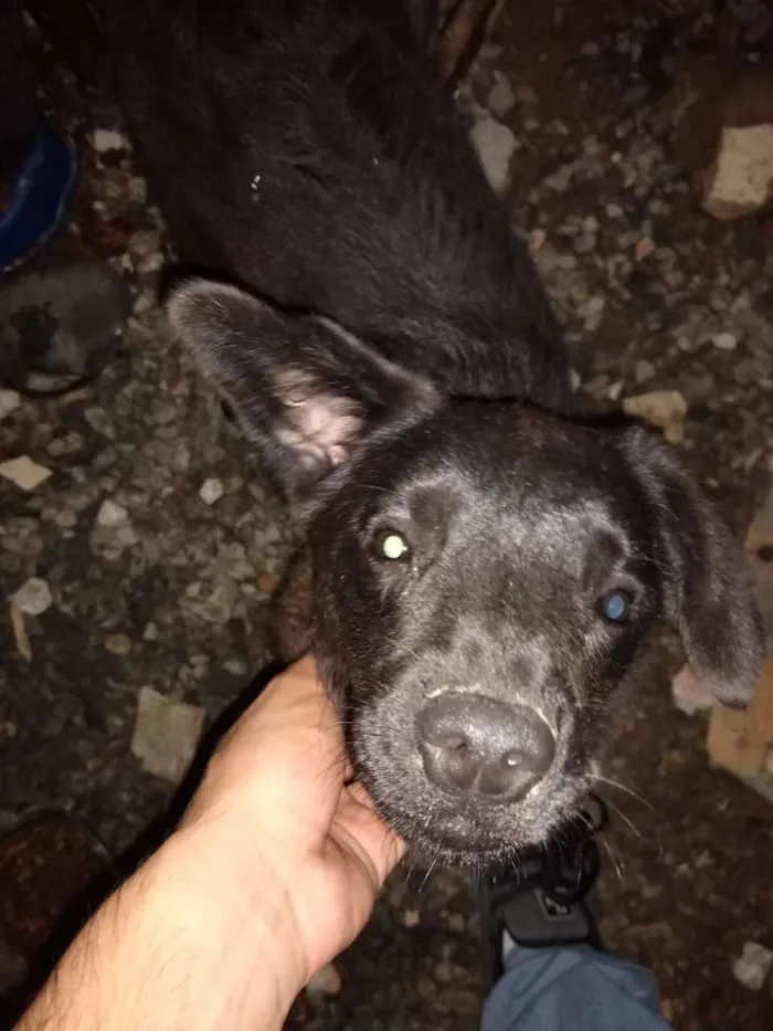 Cachorro ra a Chau-chau / Vira lata idade 2 a 6 meses nome Albertina