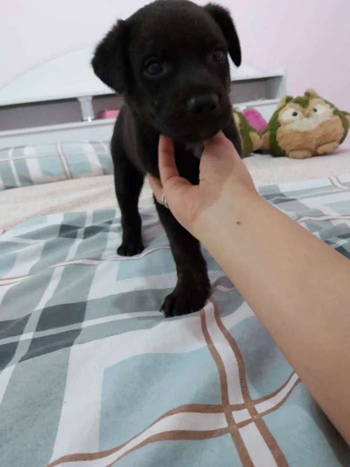 Cachorro ra a SRD idade 7 a 11 meses nome Kira