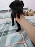 Kira
