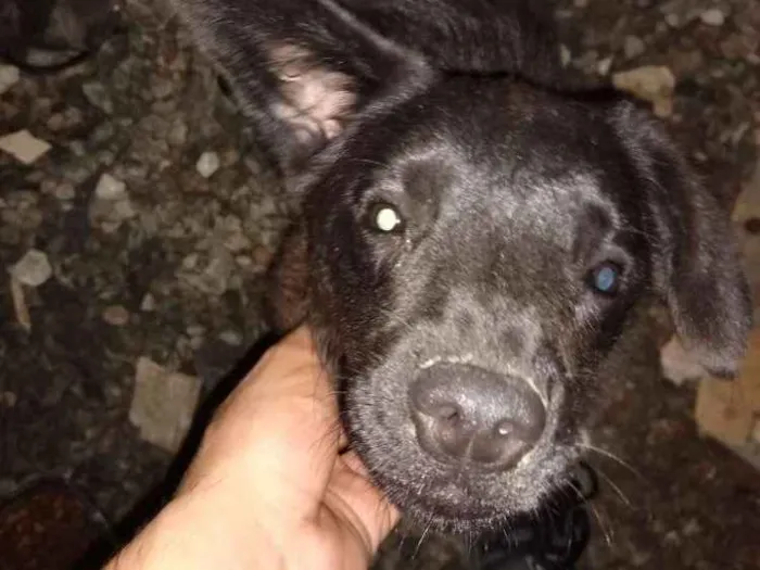 Cachorro ra a Chau-chau / Vira lata idade 2 a 6 meses nome Albertina