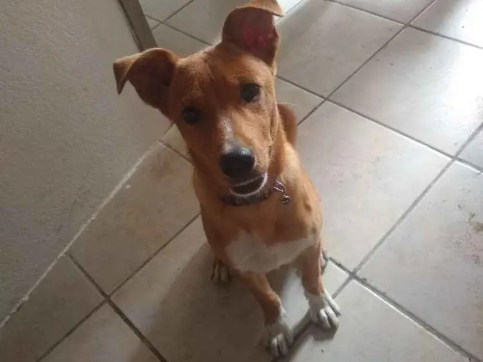 Cachorro ra a Vira lata idade 7 a 11 meses nome Alfredo