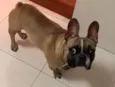 Luigi
