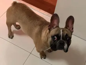 Cachorro raça Buldog idade 1 ano nome Luigi