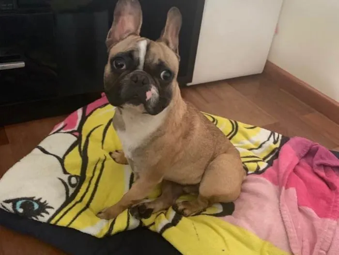 Cachorro ra a Buldog idade 1 ano nome Luigi