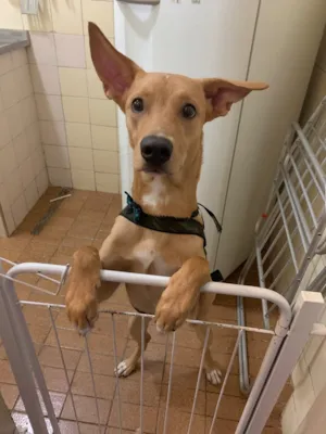 Cachorro raça Mistura com labrador idade 7 a 11 meses nome Sem nome