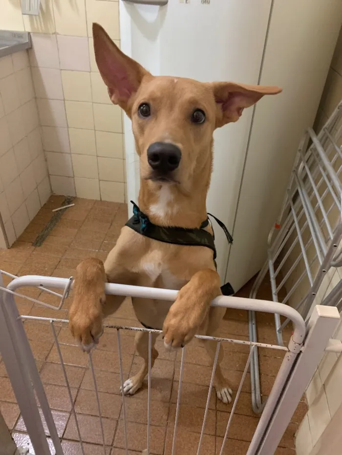 Cachorro ra a Mistura com labrador idade 7 a 11 meses nome Sem nome