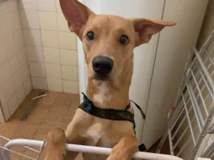 Cachorro raça Mistura com labrador idade 7 a 11 meses nome Sem nome