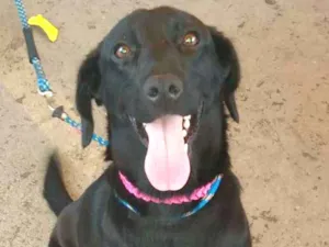 Cachorro raça SRD idade 1 ano nome Pérola