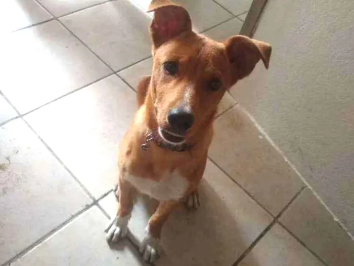 Cachorro ra a Vira lata idade 7 a 11 meses nome Alfredo