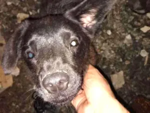 Cachorro raça Chau-chau / Vira lata idade 2 a 6 meses nome Albertina