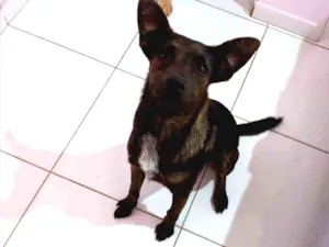 Cachorro raça SRD idade 7 a 11 meses nome Kira