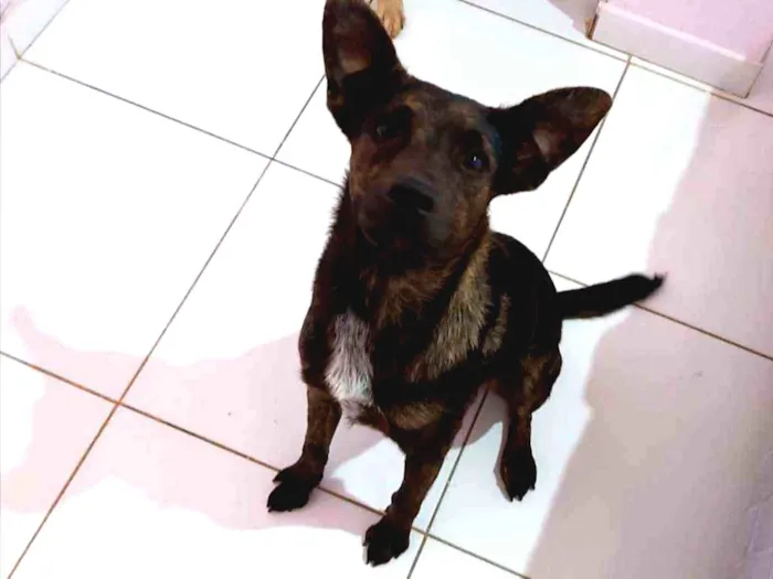 Cachorro ra a SRD idade 7 a 11 meses nome Kira