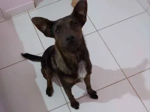 Cachorro raça SRD idade 7 a 11 meses nome Kira