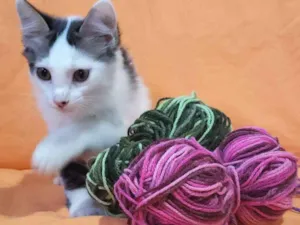 Gato raça Vira Lata idade 2 a 6 meses nome Babaloo