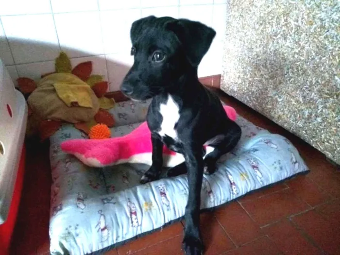 Cachorro ra a SRD idade 2 a 6 meses nome Baby