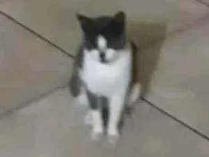 Gato raça  idade 7 a 11 meses nome Mamãe