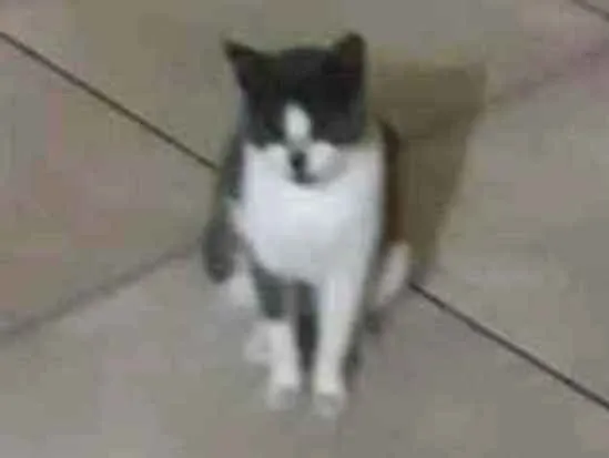 Gato ra a  idade 7 a 11 meses nome Mamãe