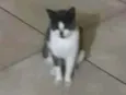 Mamãe