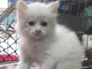 Gato raça  idade 2 a 6 meses nome Filhotes Amanda 