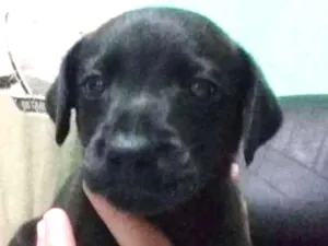Cachorro raça vira lata  idade Abaixo de 2 meses nome Bob 
