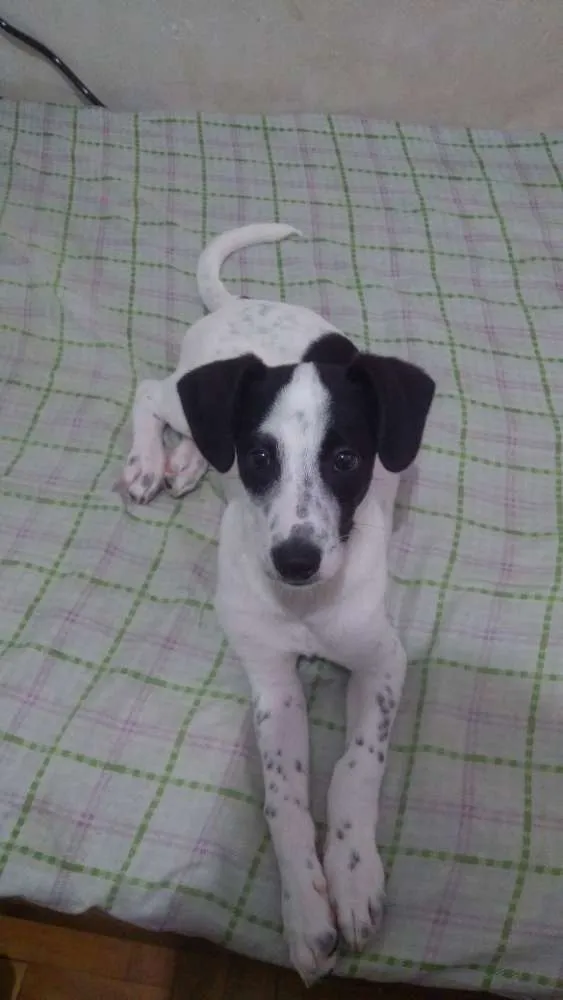 Cachorro ra a Jack Russel Terrier idade 2 a 6 meses nome Woody