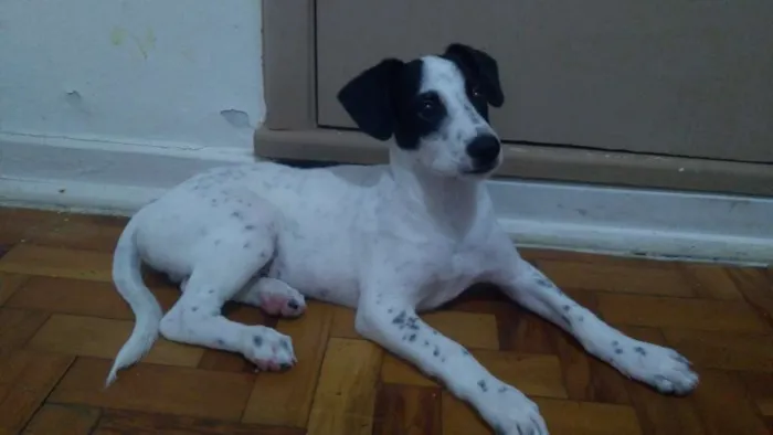 Cachorro ra a Jack Russel Terrier idade 2 a 6 meses nome Woody