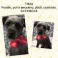 Tekila