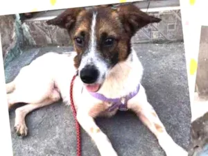 Cachorro raça Srd idade 1 ano nome Bethoven 