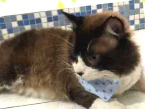 Gato raça Srd idade 2 anos nome Napoleão 