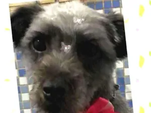 Cachorro raça Srd idade 1 ano nome Tekila
