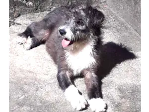 Cachorro raça vira lata idade 7 a 11 meses nome Pingo