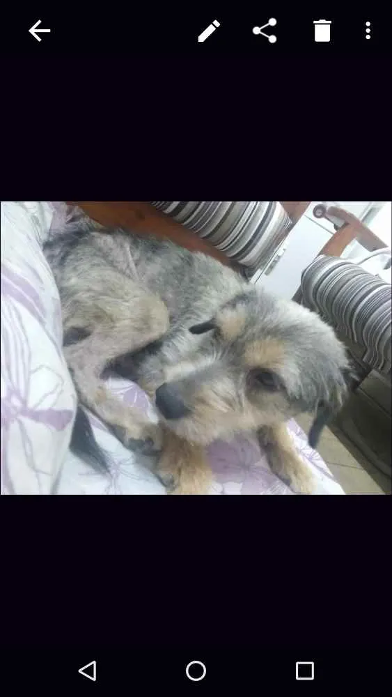 Cachorro ra a  idade  nome Garoto