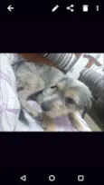 Garoto
