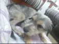 Garoto