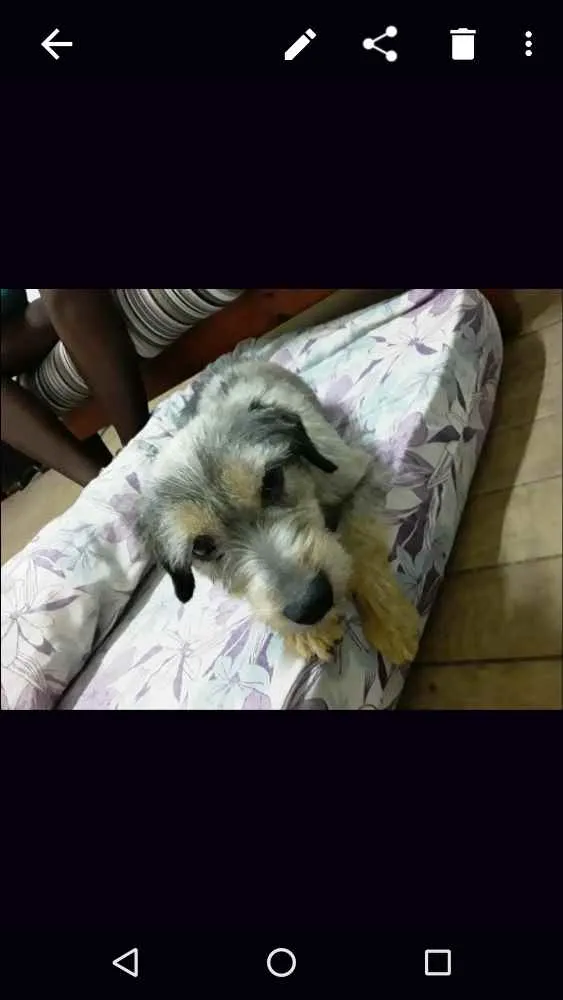 Cachorro ra a  idade  nome Garoto