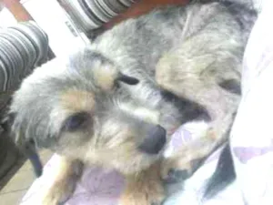 Cachorro raça  idade  nome Garoto