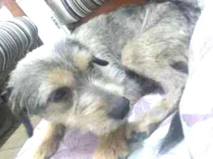 Cachorro ra a  idade  nome Garoto
