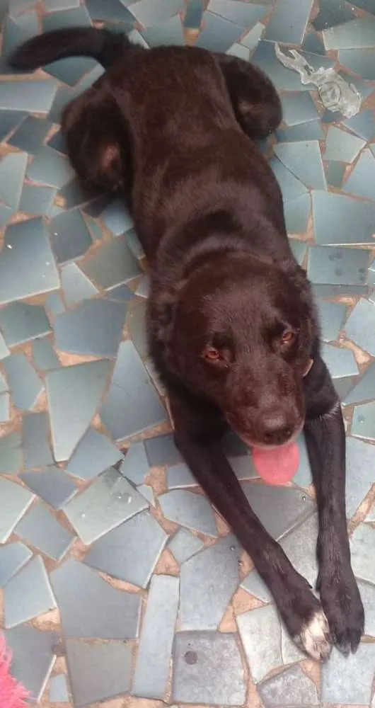 Cachorro ra a Labrador mestiço idade 4 anos nome Murdook