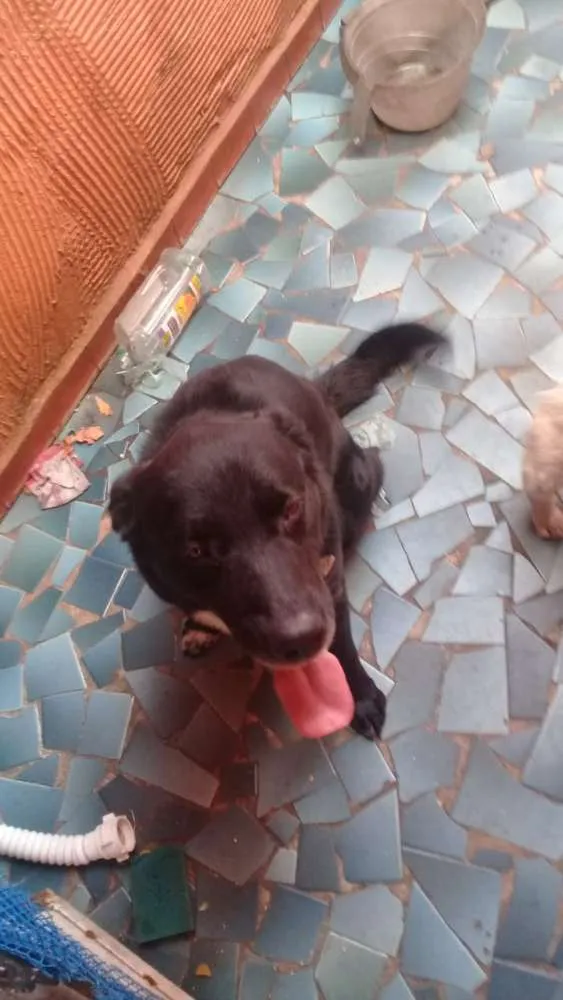 Cachorro ra a Labrador mestiço idade 4 anos nome Murdook