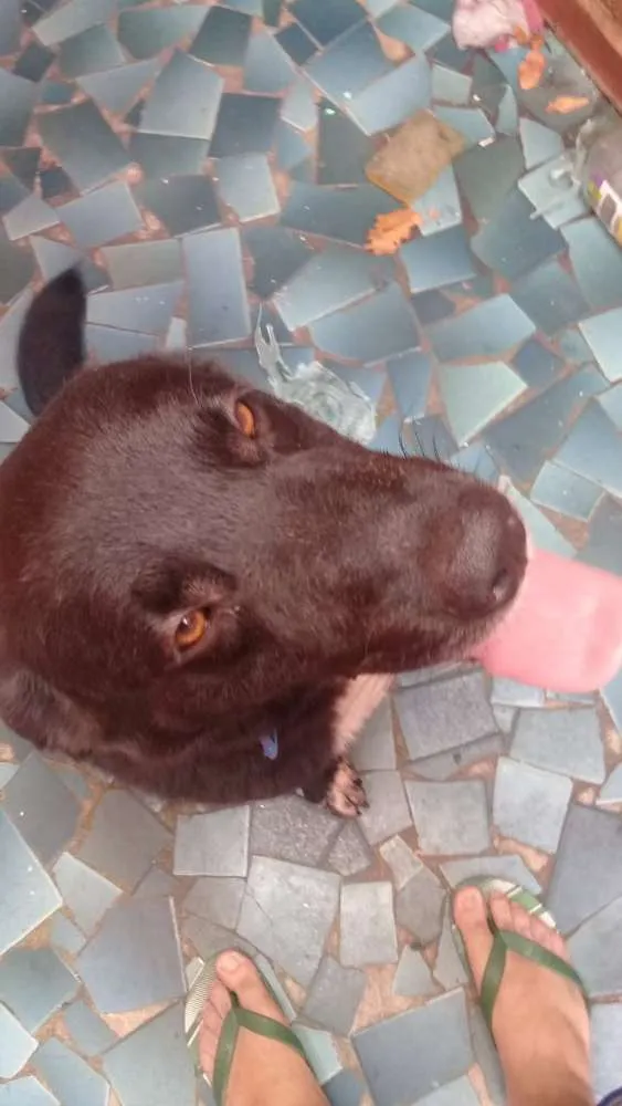 Cachorro ra a Labrador mestiço idade 4 anos nome Murdook
