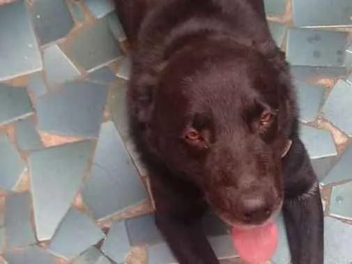 Cachorro ra a Labrador mestiço idade 4 anos nome Murdook