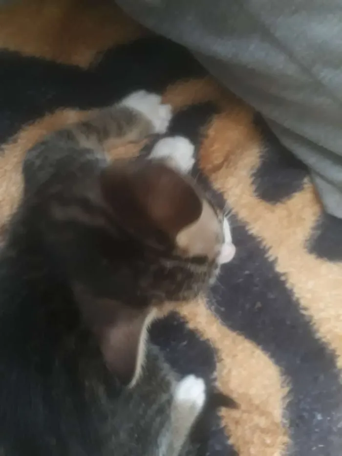 Gato ra a  idade 2 a 6 meses nome Ainda não tem nome