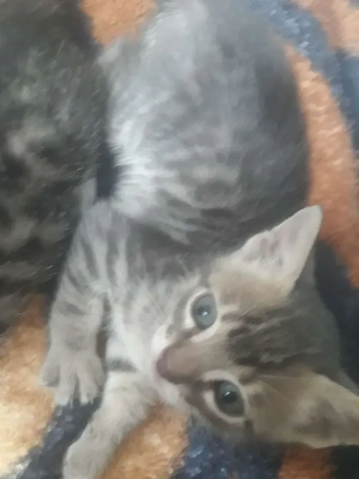 Gato ra a  idade 2 a 6 meses nome Ainda não tem nome