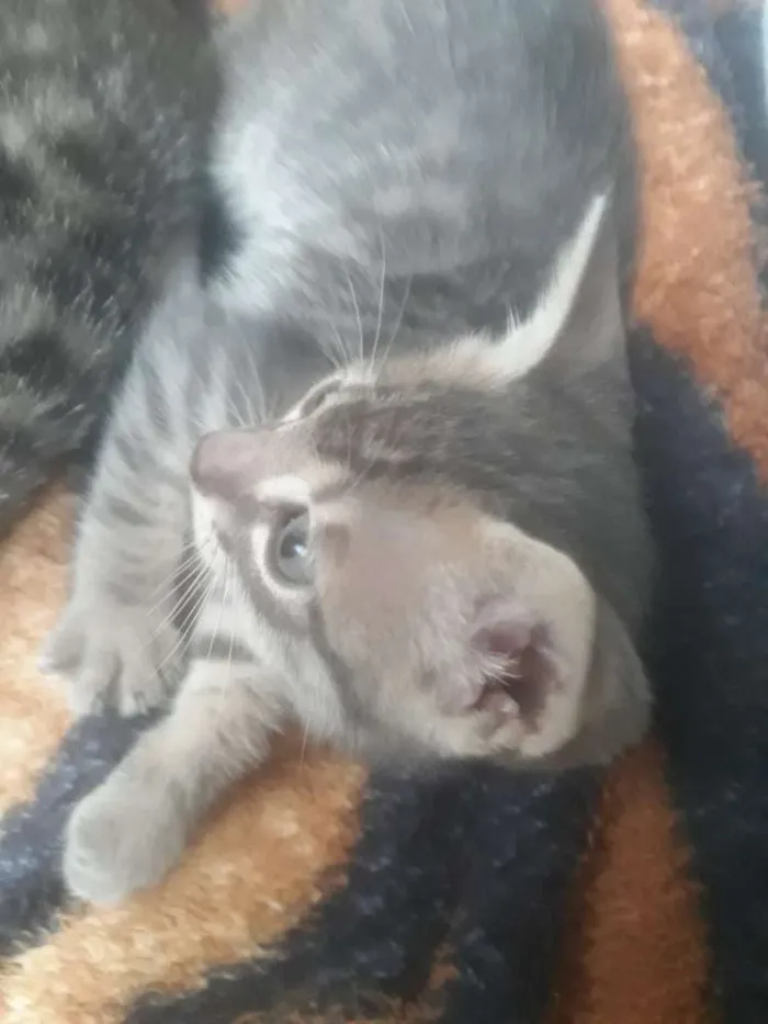 Gato ra a  idade 2 a 6 meses nome Ainda não tem nome